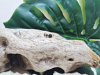 Sagita