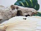 Sagita